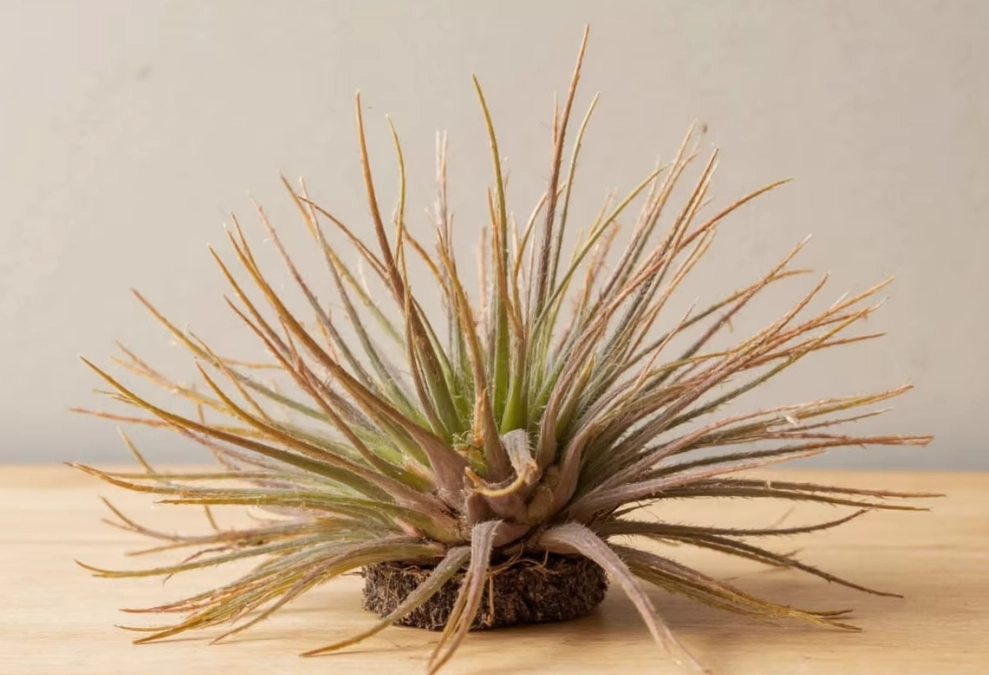 tillandsia light requirements