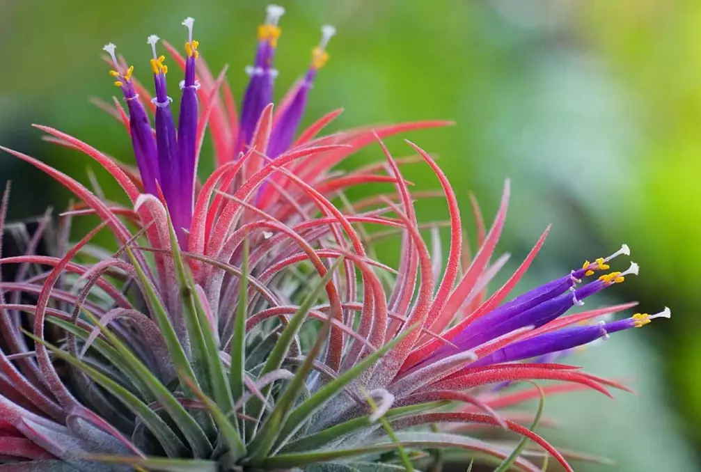 how to water air plants