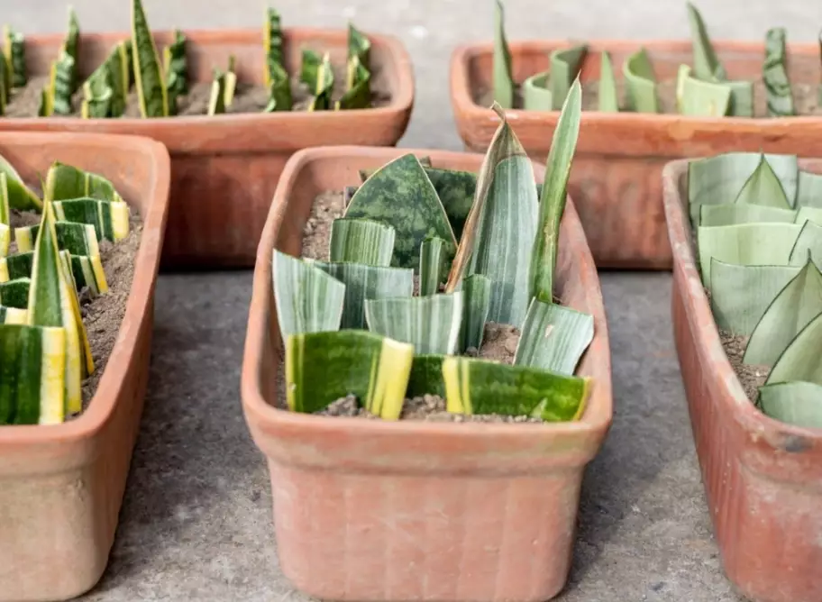 how to propagate sansevieria