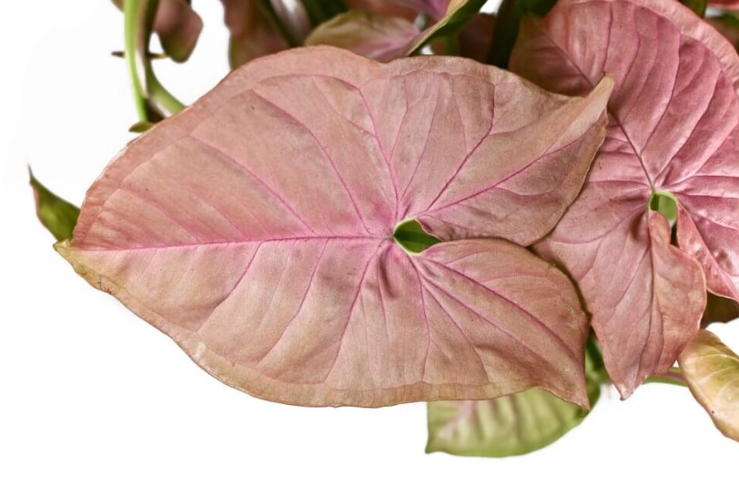 arrowhead plant pink allusion