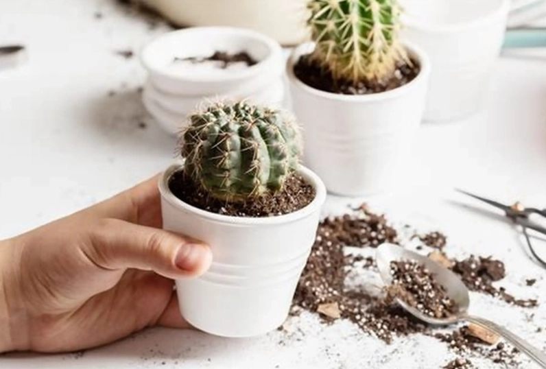 cactus potting mix recipe