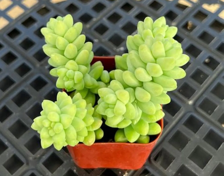 donkey tail succulent