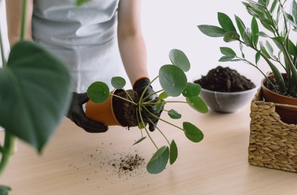 pachira aquatica repotting