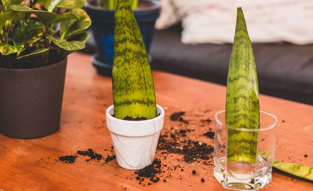 snake plant propagation