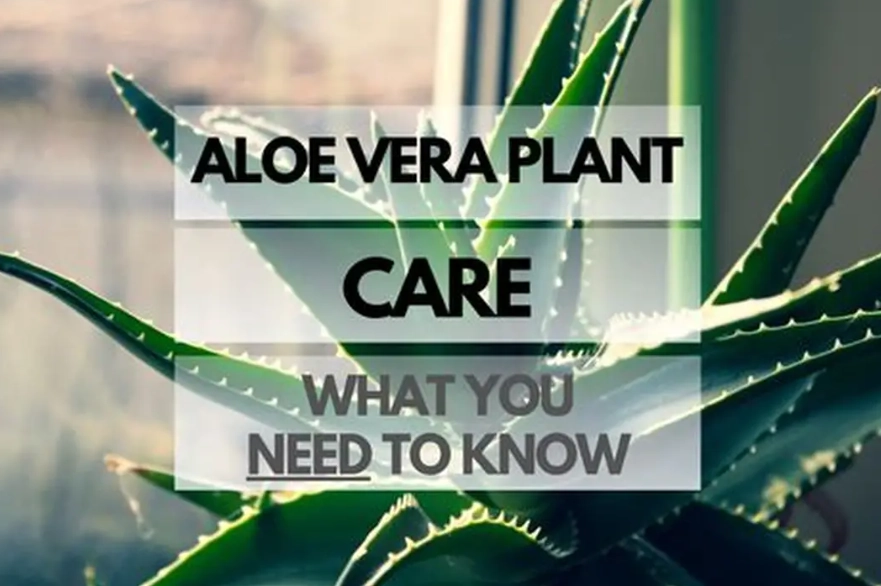 aloe vera care