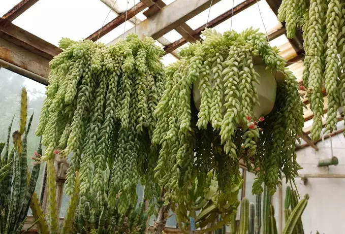 donkey tail succulent