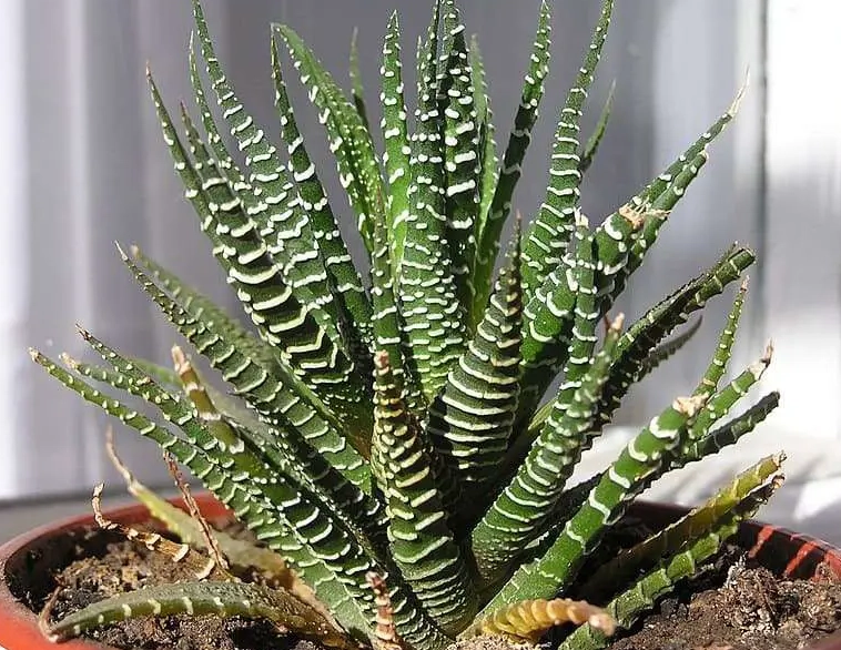 haworthia fasciata haworthia fasciata
