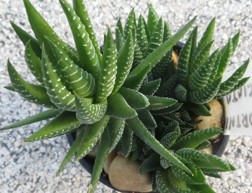 haworthia fasciata haworthia fasciata