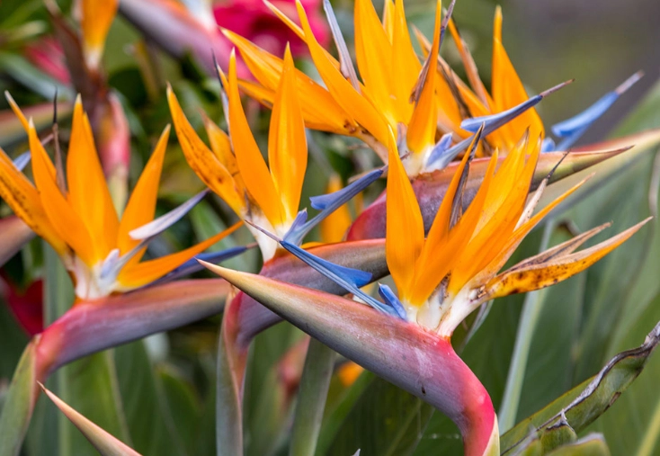 how to care for birds of paradise
