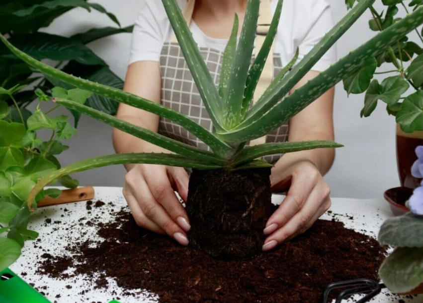 how do you repot aloe plants