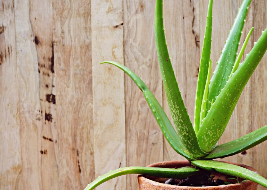 how to repot aloe vera