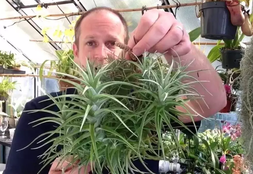 air plant turning brown