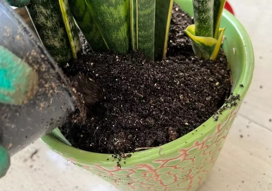 snake plant soil mix