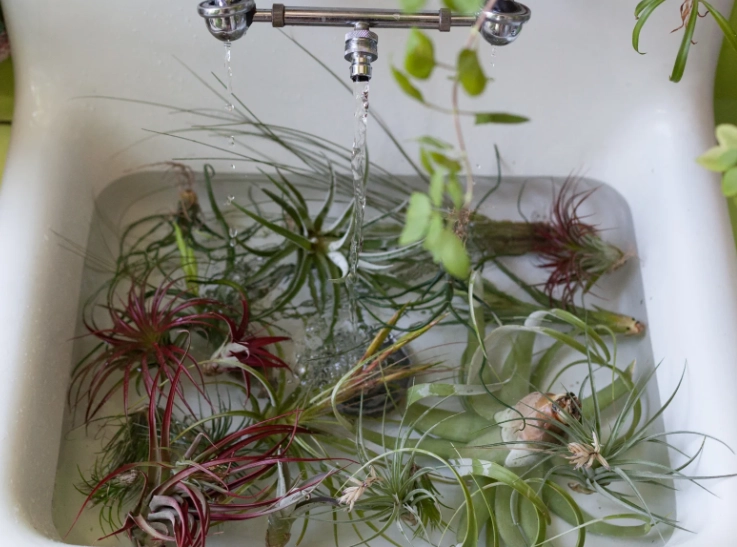 how to water air plants