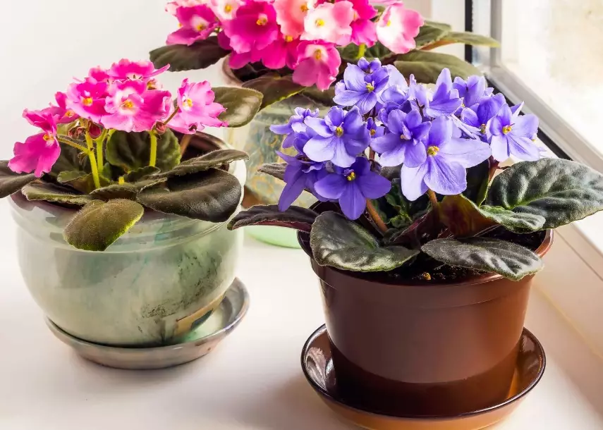 easy care houseplants