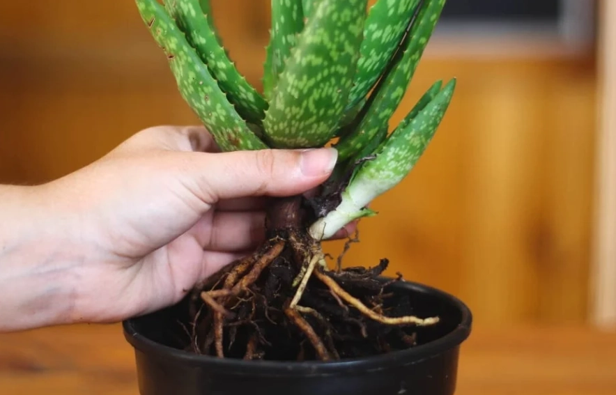 how to repot aloe vera