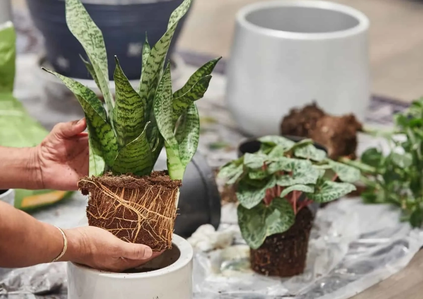 snake plant soil mix