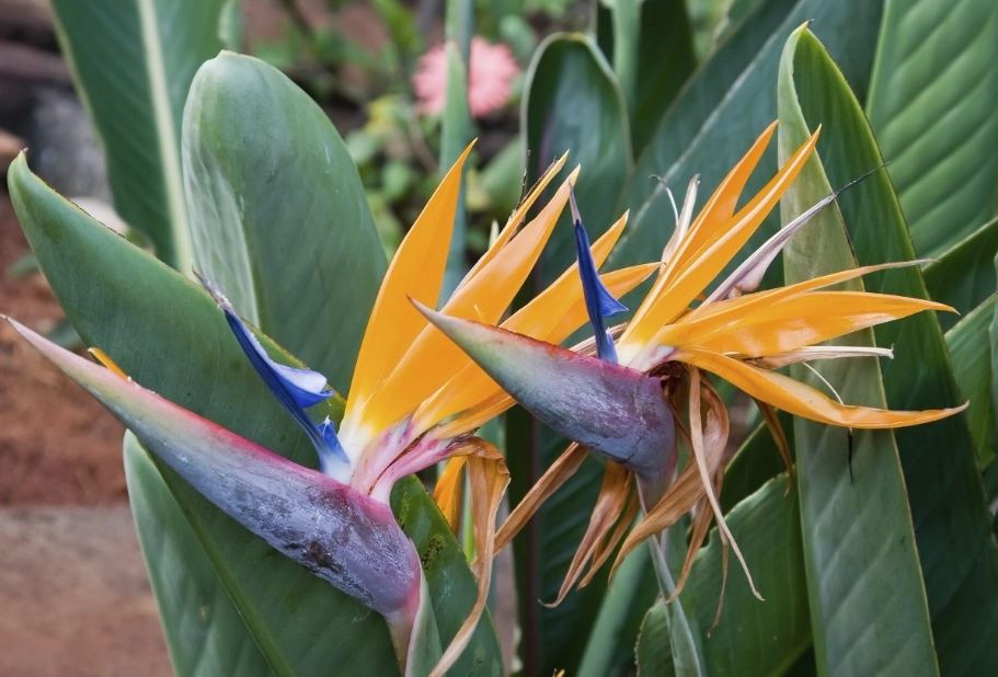 how to care for birds of paradise
