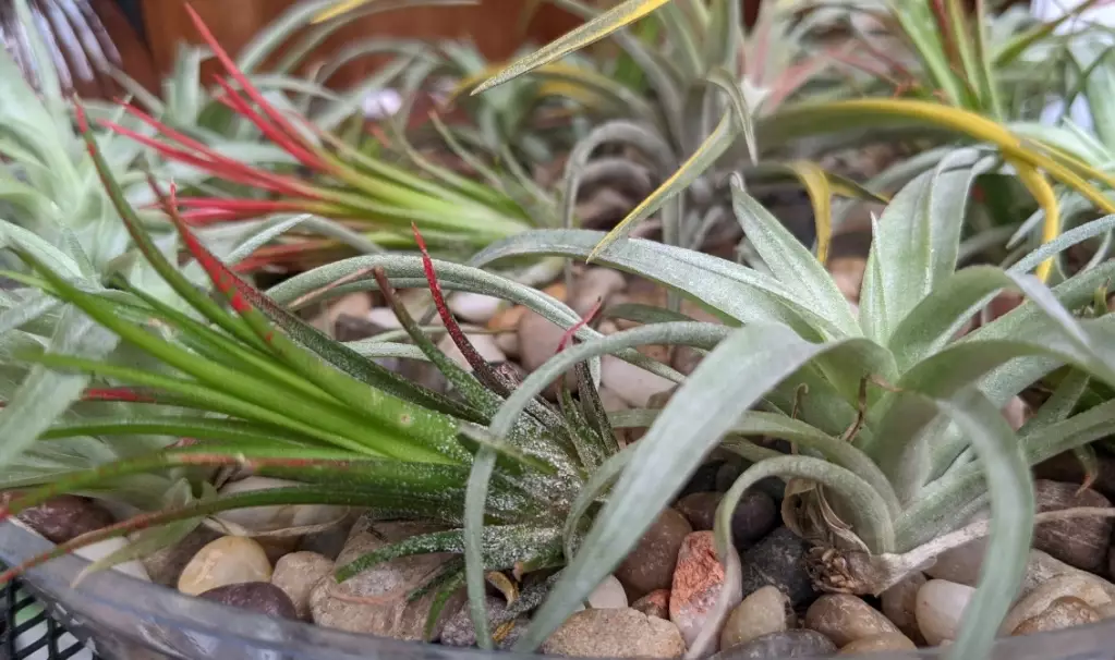 how to water air plants