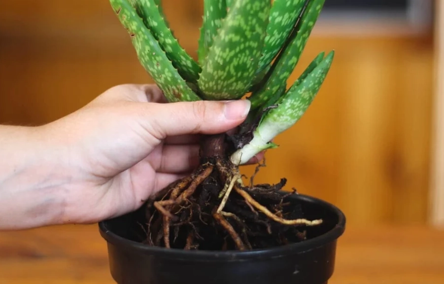 aloe vera repotting