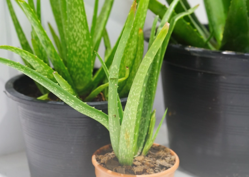 aloe vera transplant