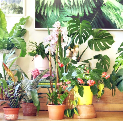 low light indoor plants