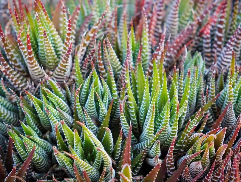 Haworthia Zebra Plant Care: Your Complete Guide to a Thriving Succulent