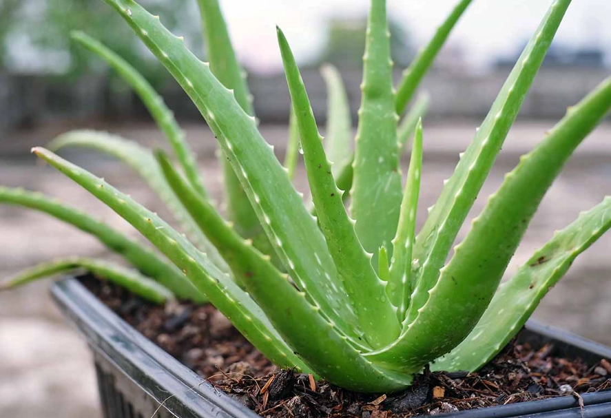 how to transplant aloe