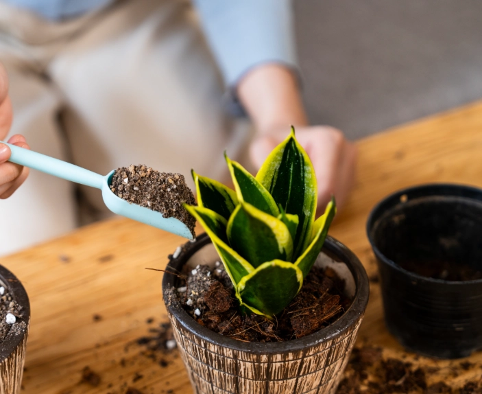 snake plant soil mix