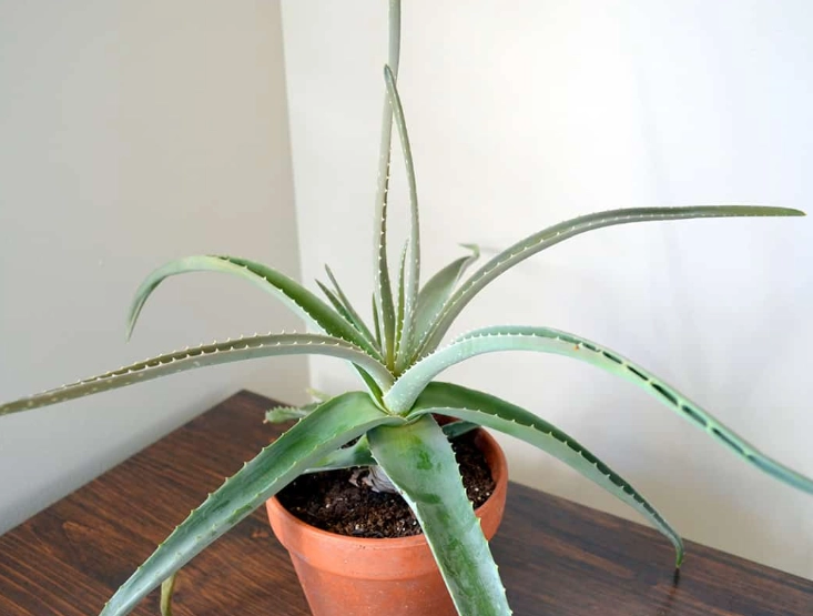 how to grow aloe vera