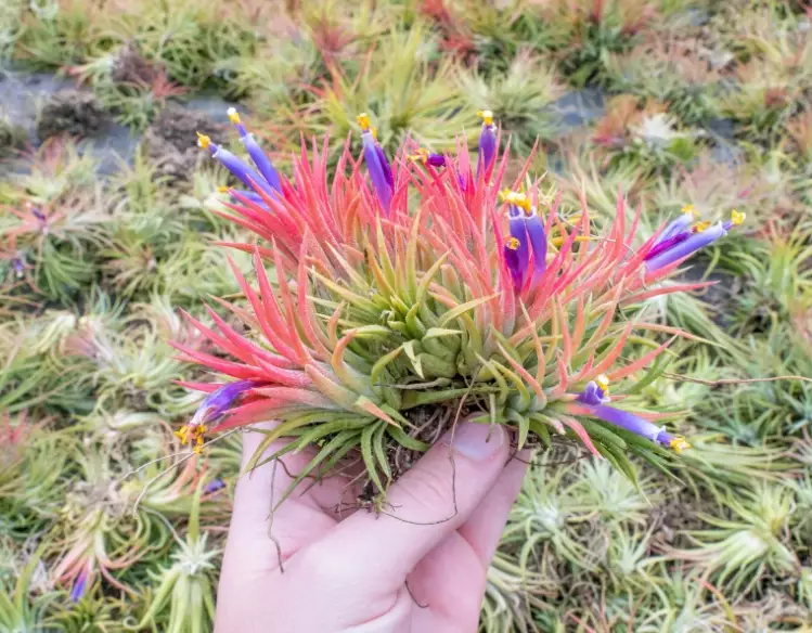 how to water air plants