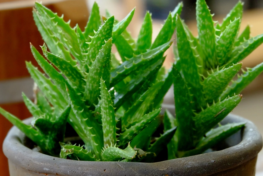 aloe vera indoor care