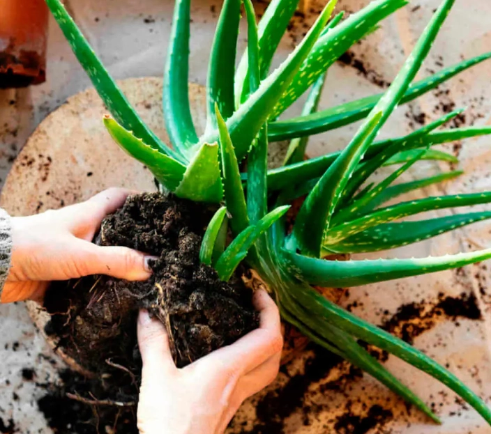 aloe vera plant care
