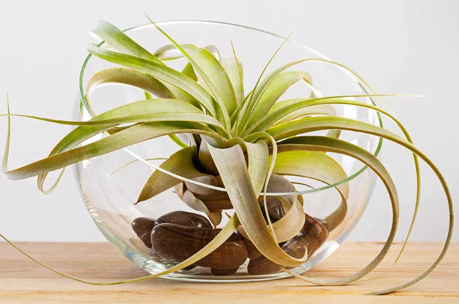air plant turning brown