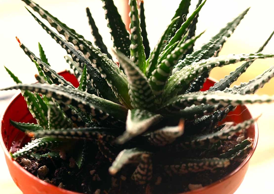 haworthia fasciata haworthia fasciata