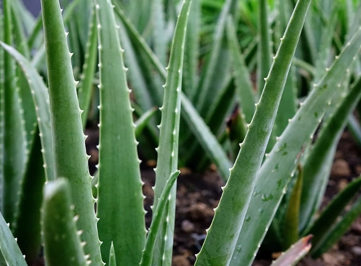 how to grow aloe vera