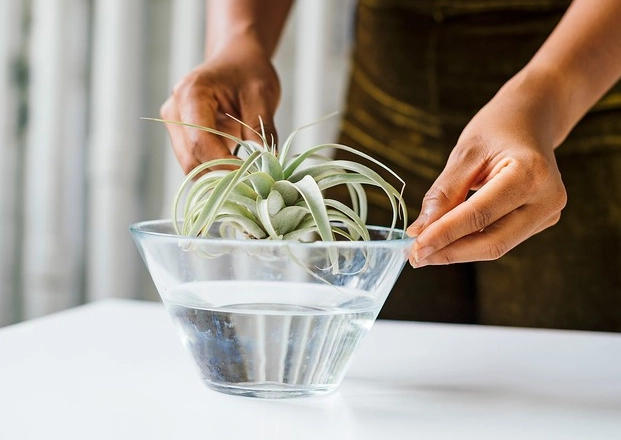 how to water air plants