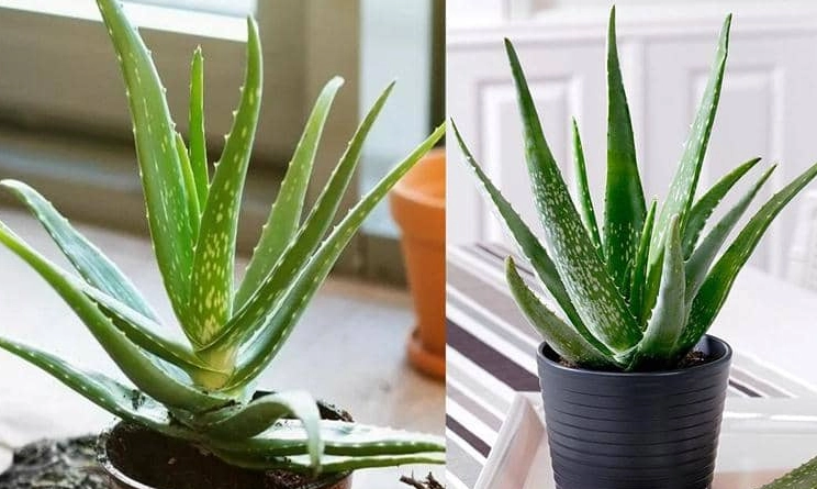 how to grow aloe vera