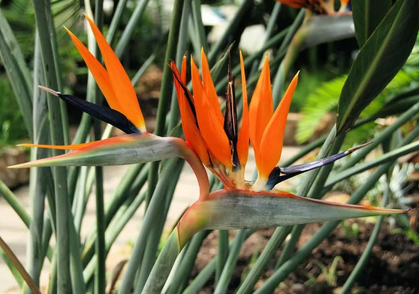 strelitzia nicolai care