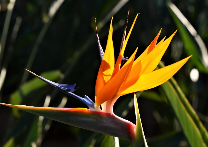 how to care for birds of paradise