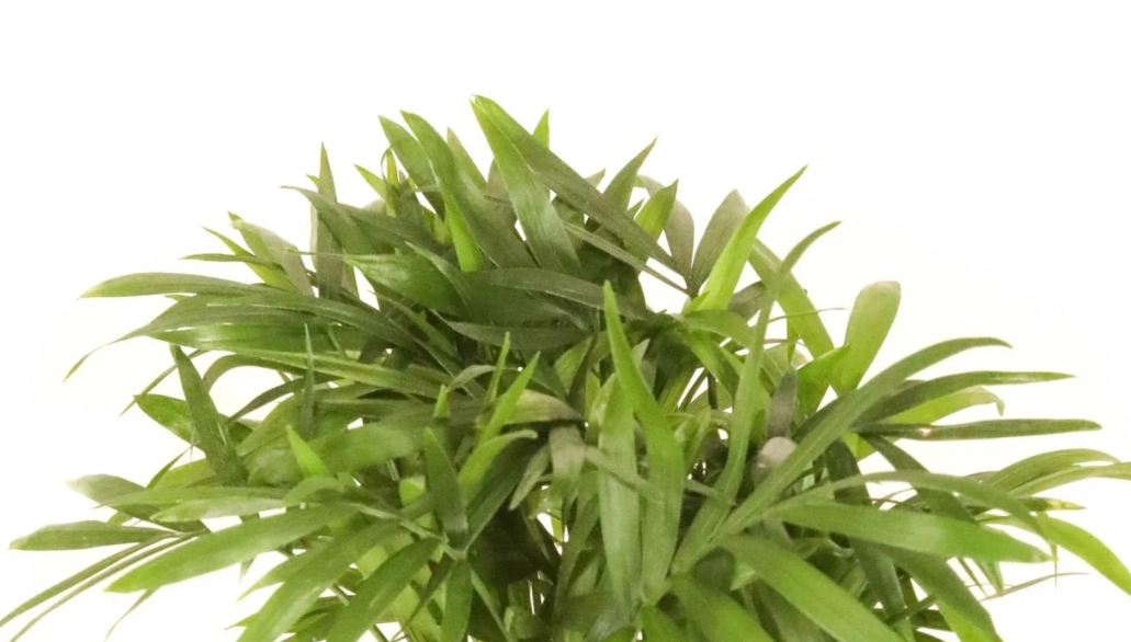 how to care for neanthe bella