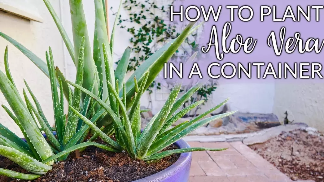 aloe vera benefits