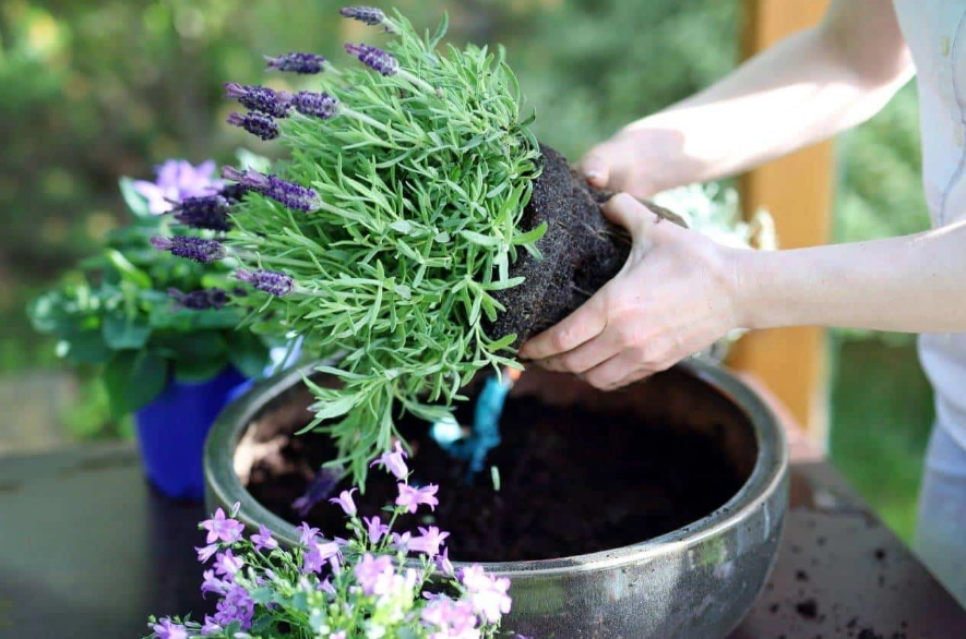 best lavender for containers