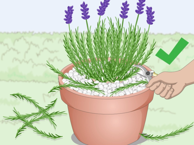 how to grow lavender in containers