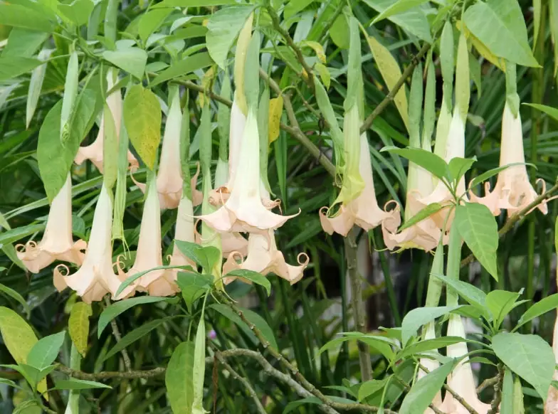 angel trumpet plant