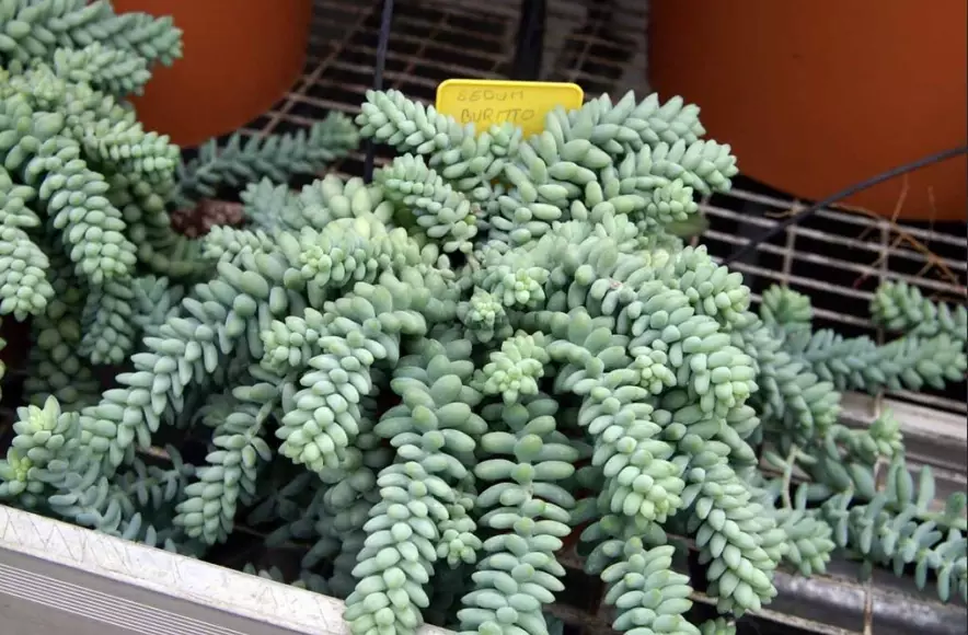 donkey's tail plant care