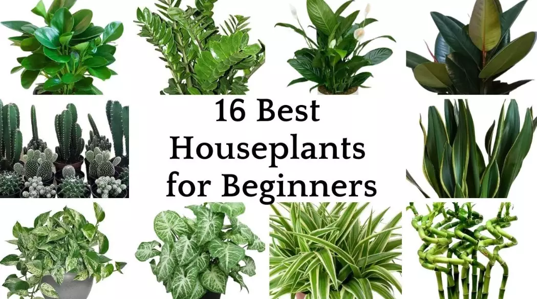 low maintenance houseplants