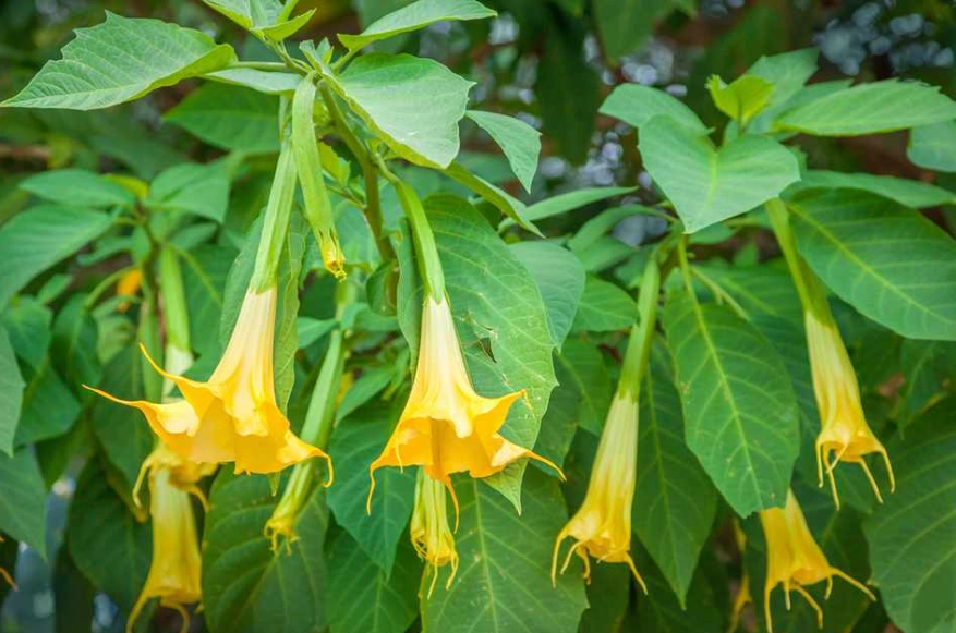 angel trumpet plant