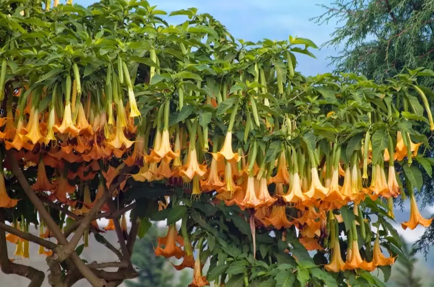 brugmansia tree