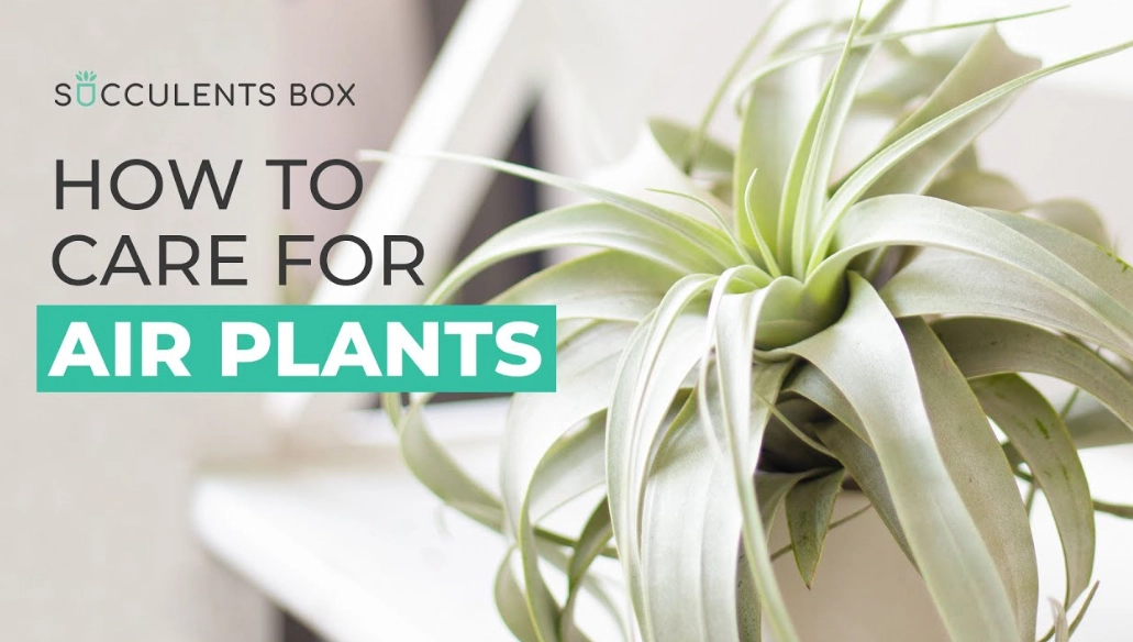 how to water air plants